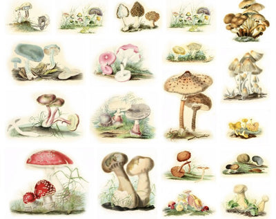 Vintage Botanical Art | Antique Mushroom Painting | Fungi Prints | Women in Science Illustrations Female Illustrator | Printable Home Decor - AudaciousGifts